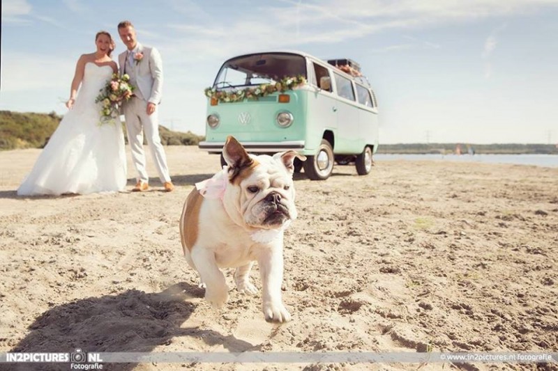 De Volkswagenbus